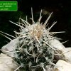 Pediocactus_ peeblesianus 'fickeisenii' _SB468_ 04